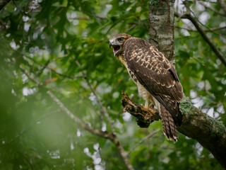 Red-tailed hawk (Buteo jamaicensis) perched on an oak tree in a Tennessee forest