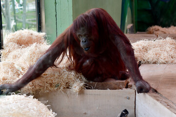 Big Orangutang at the Zoo