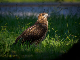 Red-tailed hawk (Buteo jamaicensis) in suburban grass