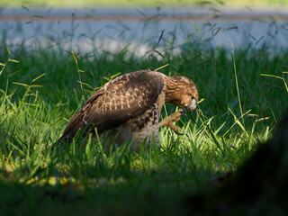 Red-tailed hawk (Buteo jamaicensis) in suburban grass
