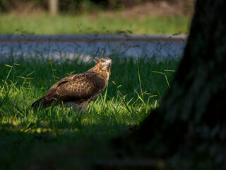 Red-tailed hawk (Buteo jamaicensis) in suburban grass