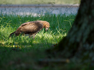 Red-tailed hawk (Buteo jamaicensis) in suburban grass