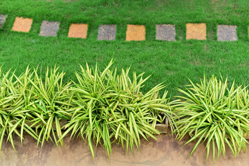 Rock garden path with grass growing between the rocks. There are ornamental shrubs along the paths. Concept Details of the Botanical Garden