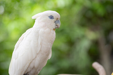 White cockatoo closing eyes on a green background