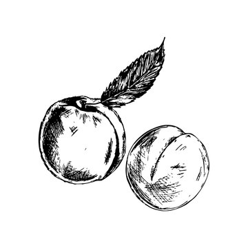 Black and white sketchy line art illustration of a peach