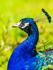 Obraz premium Portrait of Male Indian Peafowl, Pavo cristatus