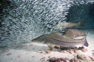 Snook, Centropomus undecimalis, feeding on a baitball, Florida Keys National Marine Sanctuary