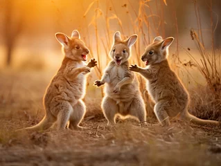 Fotobehang Several Baby Kangaroos Playing Together in Nature © Nathan Hutchcraft