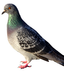 Pigeon on transparent background side view png