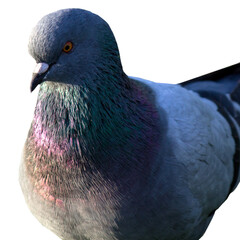 Pigeon on transparent background front view png