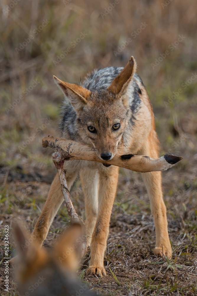 Canvas Prints the black-backed jackal, which is also known as the silver-backed jackal