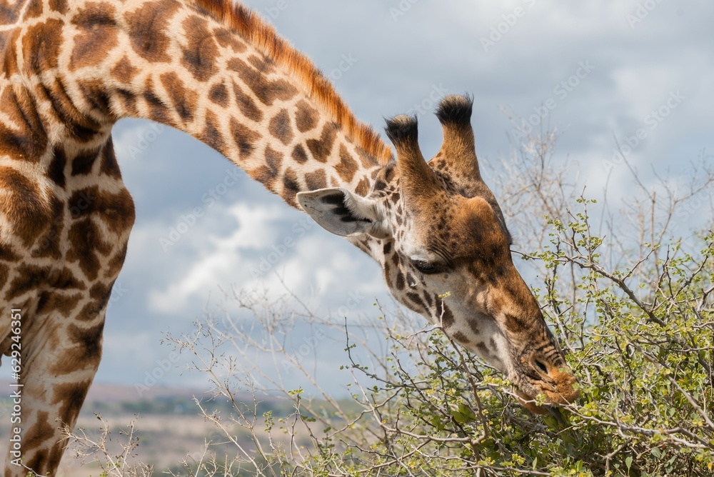 Poster A maasai giraffe feeding