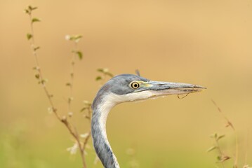 A portrait of a heron