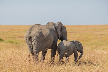 Matriarch Elephant her with calf