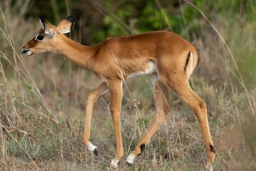 A baby impala walking alone