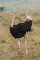 a male red necked ostrich