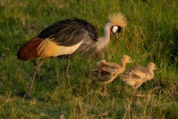 The grey crowned crane bird with it chick © Jb2/Wirestock Creators