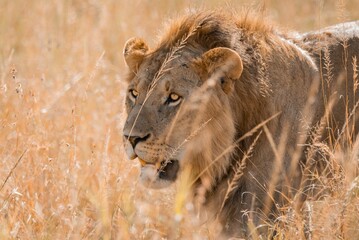 A lion walking at the park