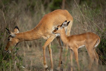 Baby impala with her mother