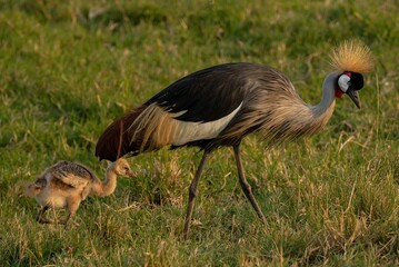 The grey crowned crane bird with it chick