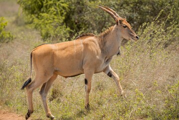 Naklejka na ściany i meble A common eland antelope