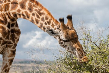 A maasai giraffe feeding © Jb2/Wirestock Creators