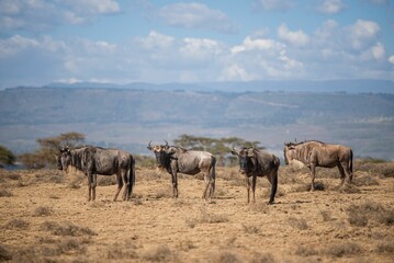 Wildebeest at the crescent island in Lake Naivasha, Kenya.