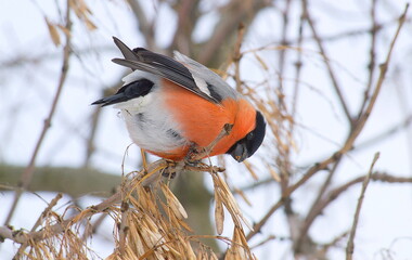 male cardinal on a branch