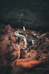 Close-up of a small Leptodactylus fragilis frog standing in the dirt