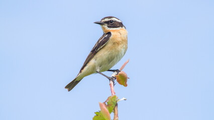 spotted woodpecker