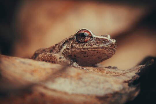 Close-up of a Common coqui frog blending in with the rock its standing on
