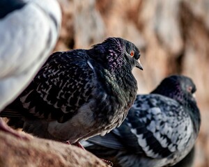 Flock of pigeons perched in a row on a stone ledge looking into distance