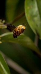 Macro shot of the White-Cheeked Carpenter Bee in flight near the plants