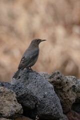 Closeup shot of the Blue Rock Thrush perched on the stone with a blurred background