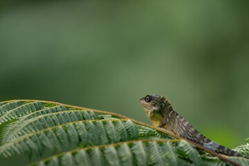 Alert Green Crested Lizard on a bright green leaf in a sunlit outdoor setting