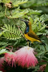 Vibrant yellow and blue Olive Backed Sunbird perched atop a lush flower stem