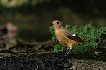 Daurian Redstart on a fallen tree trunk in a lush forest setting