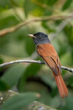 Asian Paradise Flycatcher perched atop a slim tree branch with a blurred background