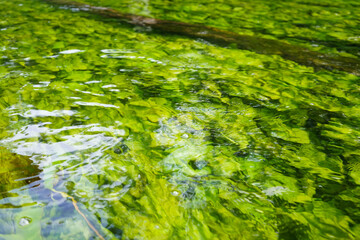 Seaweed, water plants in Krutynia, the one of the purrest polish rivers
