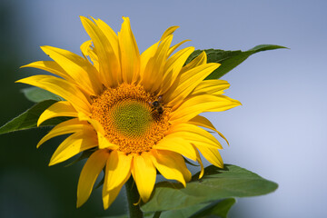 bee on a beautiful yellow sunflower in the garden