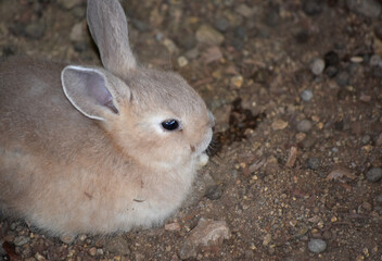 Adorable Brown Baby Bunny Rabbit Laying Down