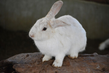 Gorgeous White Fluffy Bunny Rabbit Sitting on a Log