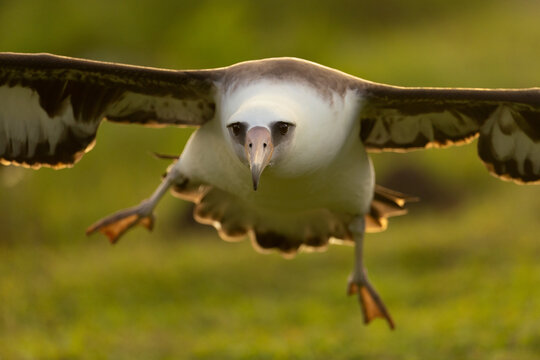 Laysan albatross in flight feet down
