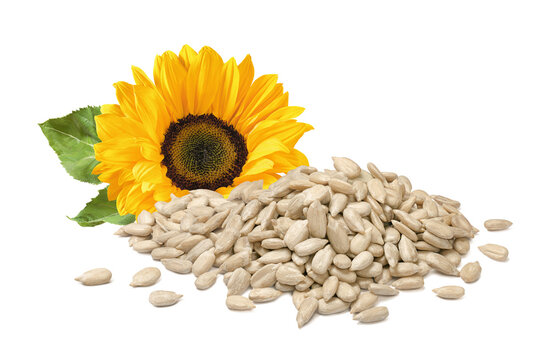 Pile of shelled seeds and sunflower flower isolated on white background