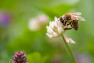 Foto op Plexiglas a bee on white clover on a meadow at a summer day © Chamois huntress