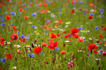 Obraz na płótnie Canvas Poppies and other wild flowers blooming on summer meadow