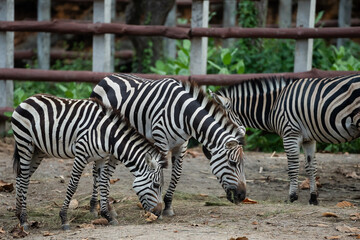 Fototapeta na wymiar Africa zebra black and white in the cage at the zoo. Close up zebra eating in zoo. Animals nature wildlife concept.