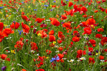 Fototapeta na wymiar Red poppy flowers blooming on summer meadow