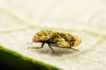 leafhopper inhabiting on the leaves of wild plants