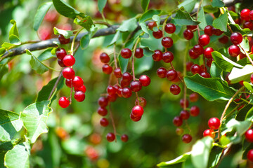 Red berries of Prunus padus (bird cherry, hackberry, hagberry or Mayday tree) on tree branches